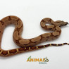 Jiboia Bci (Boa constrictor imperator) AR173