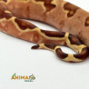 Jiboia Bci (Boa constrictor imperator) AR173