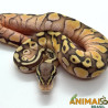 Píton bola (Python regius) - A1100 Lesser Pastel