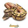 Píton bola (Python regius) - A1100 Lesser Pastel