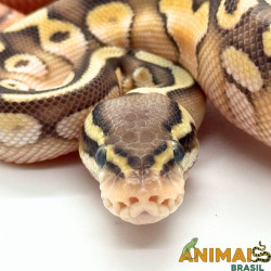 Píton bola (Python regius) - A1100 Lesser Pastel