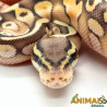 Píton bola (Python regius) - A1100 Lesser Pastel