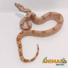 Jiboia Bci (Boa constrictor imperator) A526 - SUPERHIPO
