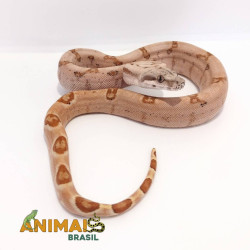 Jiboia Bci (Boa constrictor...