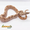 Jiboia Bci (Boa constrictor imperator) A526 - SUPERHIPO