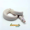 Píton bola (Python regius) A1063 - Lucy