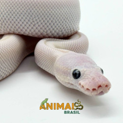 Píton bola (Python regius) A1063 - Lucy