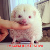 Ouriço Pigmeu (Hedgehog) - Albino