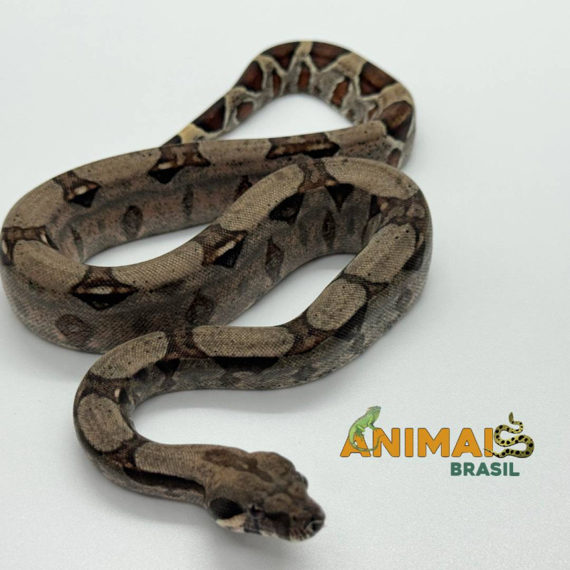 Jiboia Bci (Boa constrictor imperator) A1124