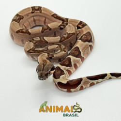 Jiboia Bci (Boa constrictor...