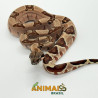 Jiboia Bci (Boa constrictor imperator) A1126 - Hipo Jungle