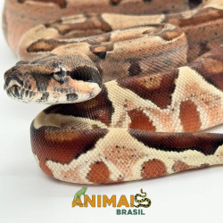 Jiboia Bci (Boa constrictor imperator) A1126 - Hipo Jungle