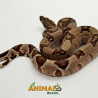 Jiboia Bci (Boa constrictor imperator) A1126 - Hipo Jungle