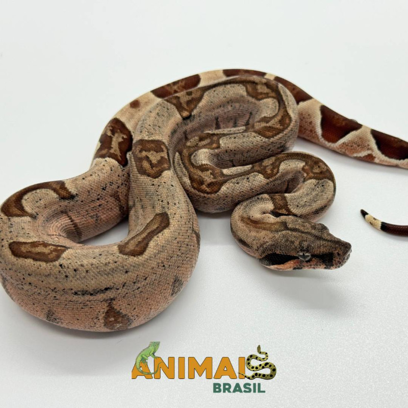 Jiboia Bci (Boa constrictor imperator) A1128 - Hipo Jungle