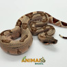 Jiboia Bci (Boa constrictor imperator) A1128 - Hipo Jungle
