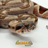 Jiboia Bci (Boa constrictor imperator) A1128 - Hipo Jungle
