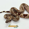 Jiboia Bci (Boa constrictor imperator) A1128 - Hipo Jungle