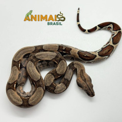 Jiboia Bci (Boa constrictor...