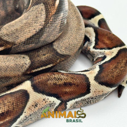Jiboia Bci (Boa constrictor imperator) A1129