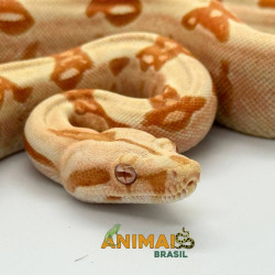 Jiboia Bci (Boa constrictor imperator) A1133 - Albino