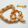 Jiboia Bci (Boa constrictor imperator) A1133 - Albino