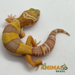 Gecko (Lagartixa Leopardo)...