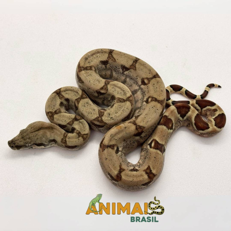 Jiboia Bci (Boa constrictor imperator) A1073 - Hipo