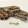 Jiboia Bci (Boa constrictor imperator) A1073 - Hipo