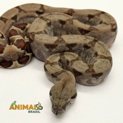 Jiboia Bci (Boa constrictor imperator) A1073 - Hipo
