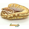 Píton-ball - (Python regius) A1052 - Banana Lesser