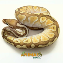 Píton-ball - (Python regius) A1052 - Banana Lesser