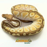 Píton-ball - (Python regius) A1052 - Banana Lesser