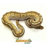 Píton-ball - (Python regius) A1052 - Banana Lesser