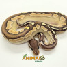 Píton-ball - (Python regius) A1112 - Lesser Cinnamon