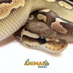 Píton-ball - (Python regius) A1112 - Lesser Cinnamon