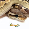 Píton-ball - (Python regius) A1112 - Lesser Cinnamon