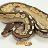 Píton-ball - (Python regius) A1112 - Lesser Cinnamon