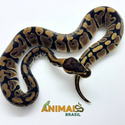Píton bola (Python regius)...