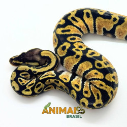 Píton bola (Python regius) - A1152 Pastel
