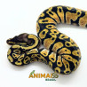 Píton bola (Python regius) - A1152 Pastel