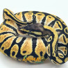 Píton bola (Python regius) - A1152 Pastel