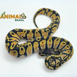 Píton bola (Python regius)...