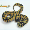 Píton bola (Python regius) - A1152 Pastel