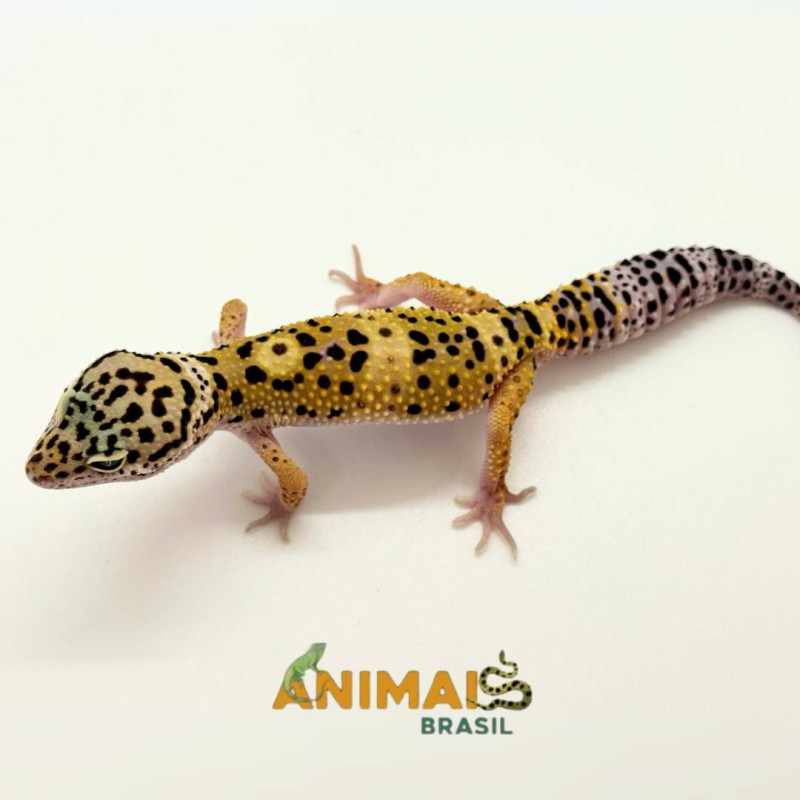 Gecko (Lagartixa Leopardo) EM151- High Yellow