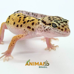 Gecko (Lagartixa Leopardo) EM151- High Yellow