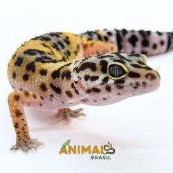 Gecko (Lagartixa Leopardo)...