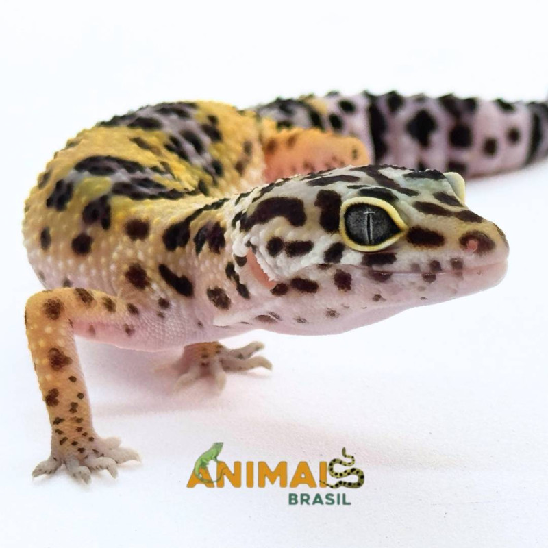Gecko (Lagartixa Leopardo) EM083 - Hy Yellow het tremper