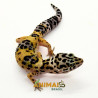 Gecko (Lagartixa Leopardo) EM083 - Hy Yellow het tremper