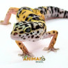 Gecko (Lagartixa Leopardo) EM083 - Hy Yellow het tremper