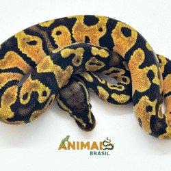 Píton bola (Python regius)...